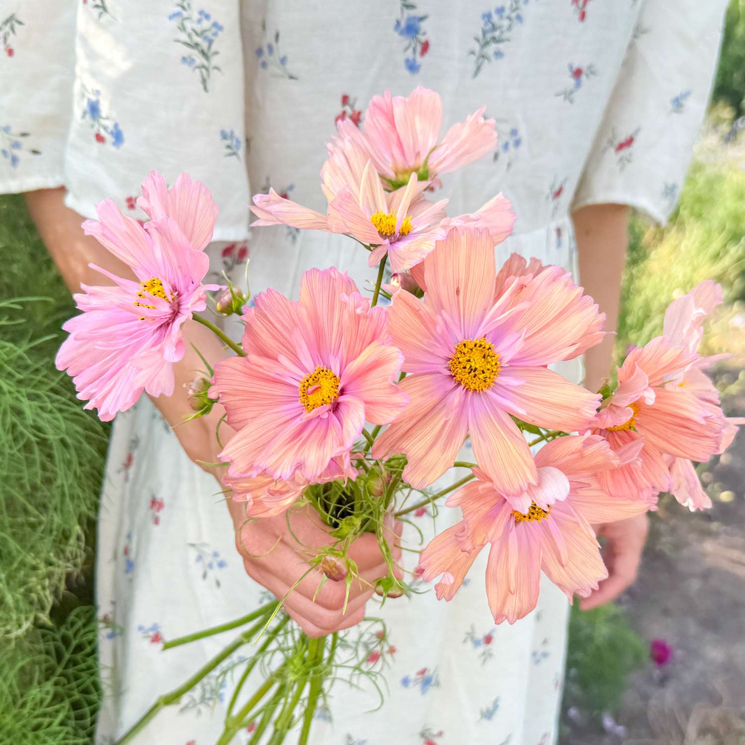 Cosmos 'Apricotta' (graines)